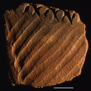 Rim sherd with grooved panels from Il Lokeridede.