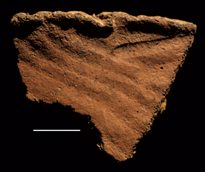 Sherd with casual burnishing from Il Lokeridede.