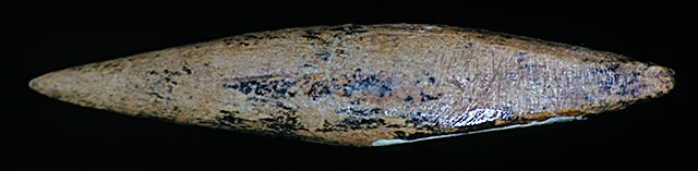 45KT28 - Bone barb from salmon spear from Cultural Component VII-I, Cayuse III Sub-phase